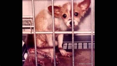 animal testing and its negative impacts article|why animal testing is cruel.